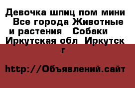 Девочка шпиц пом мини - Все города Животные и растения » Собаки   . Иркутская обл.,Иркутск г.